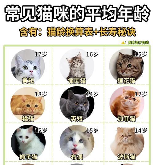 猫绝育手术后的饮水时间（关于猫咪绝育手术后多久可以喝水的详细解析）