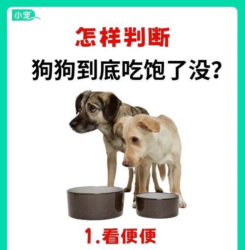 4个月的狗吃饱多久能拉？（饮食消化与大小便频率——揭秘幼犬的营养需求）