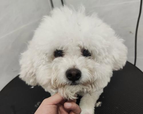 狗狗美容频率及注意事项（让您的爱犬保持整洁与健康的关键）