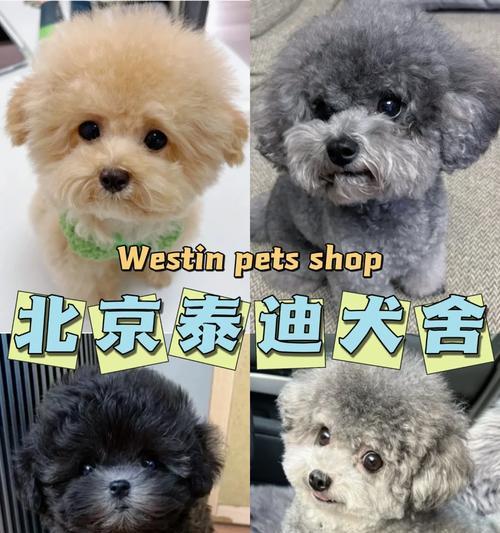 探寻北京十佳犬舍的独特魅力（了解北京犬舍的服务、环境与设施）