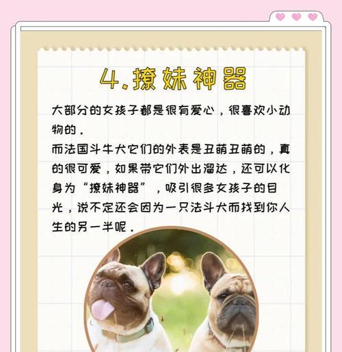 法国斗牛犬（了解法国斗牛犬的价格和如何妥善饲养它们）