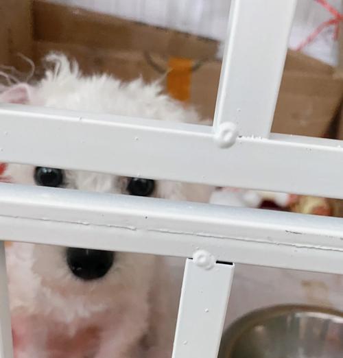 比熊犬呕吐（了解比熊犬呕吐的原因，并采取正确的处理方法）
