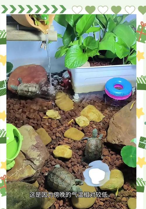 乌龟食谱大揭秘（了解乌龟的食物喜好，帮助你合理搭配乌龟的饮食）