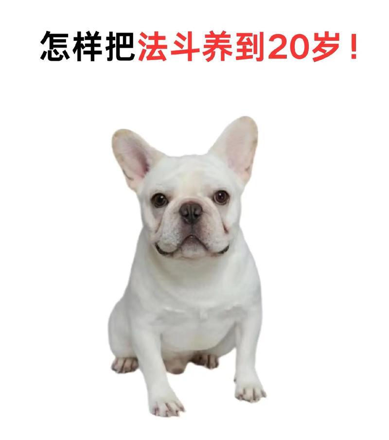法斗幼年期饲养指南（如何正确安排幼年法斗的饮食）