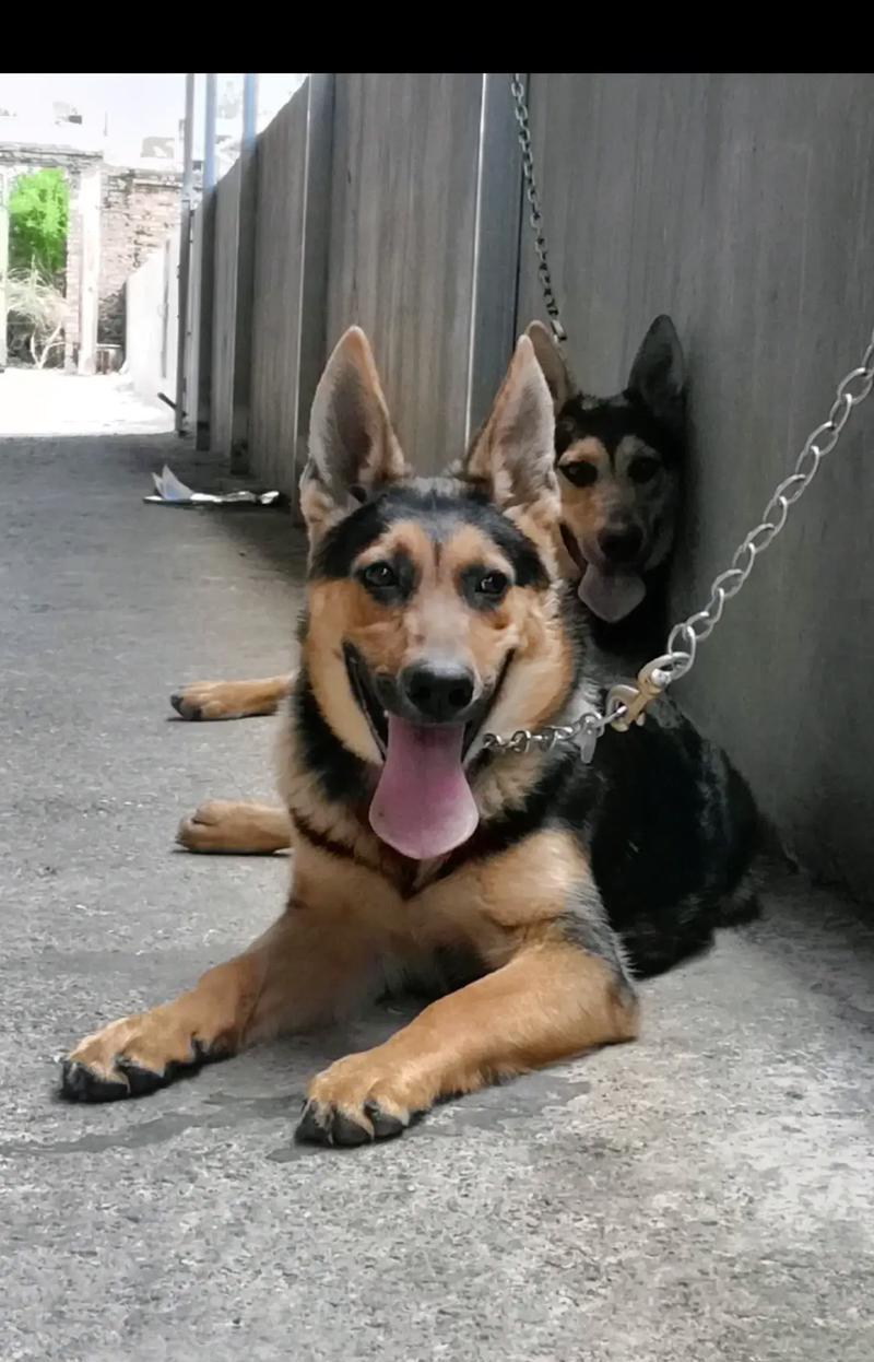 探访云南的犬舍乐园（云南犬舍）