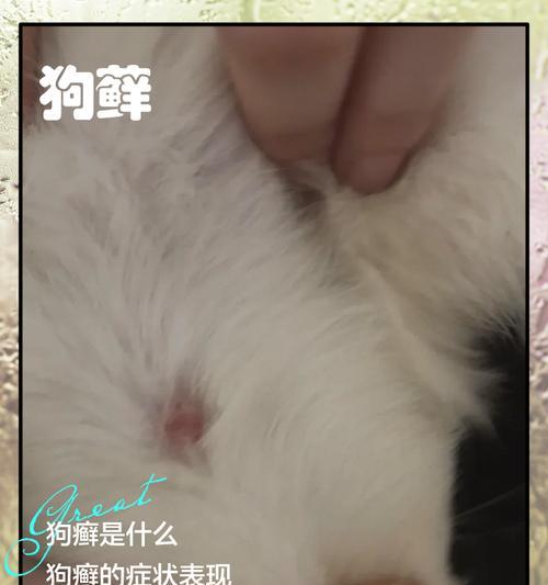 狗癣的引起和处理方法（了解狗癣的成因，掌握有效的处理技巧）