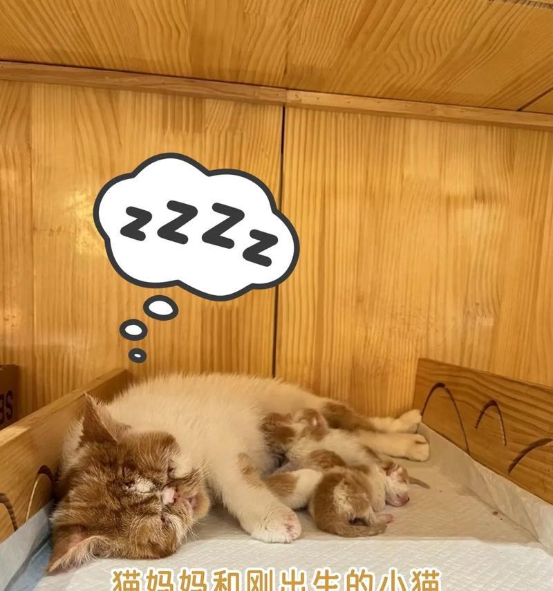 猫咪生产后宝宝多久会出来？（探究猫咪产仔过程中宝宝的诞生时间和准备工作）