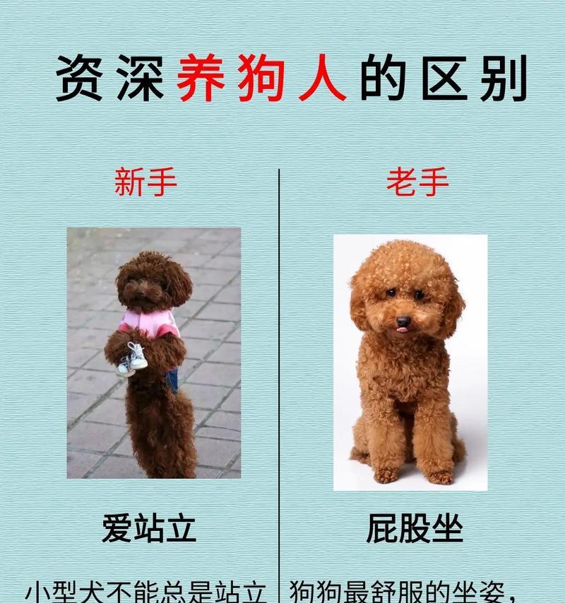 揭秘狗狗世界的20个冷知识（探索狗狗身上隐藏的秘密，你是否了解？）