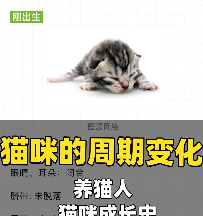 猫咪的牙齿生长周期（探索猫咪牙齿的生长过程及保健方法）