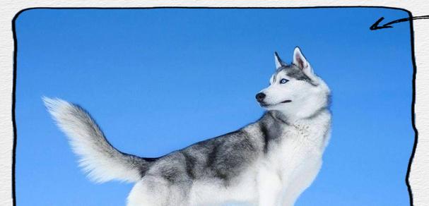 阿拉斯加犬的价格因素与与哈士奇的区别（了解阿拉斯加犬价格的关键因素及与哈士奇的异同）