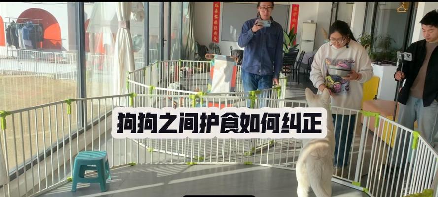 培养狗狗不护食的好习惯（训练狗狗不护食方法大揭秘）