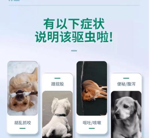小狗的驱虫周期和方法（为您的小狗提供健康的驱虫护理）