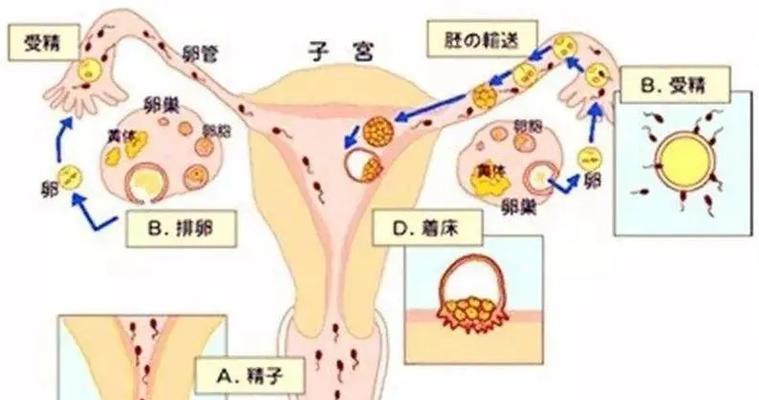 狗的受精过程所需时间（了解狗繁殖周期及受精的关键信息）