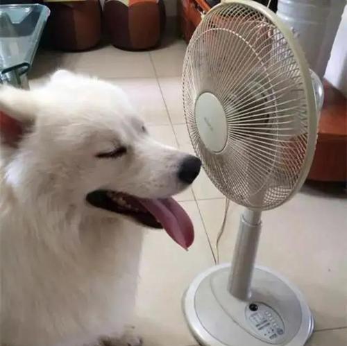 夏日狗狗护理指南（揭秘剃毛是否真的能为狗狗降温，注意事项和替代解决方案）