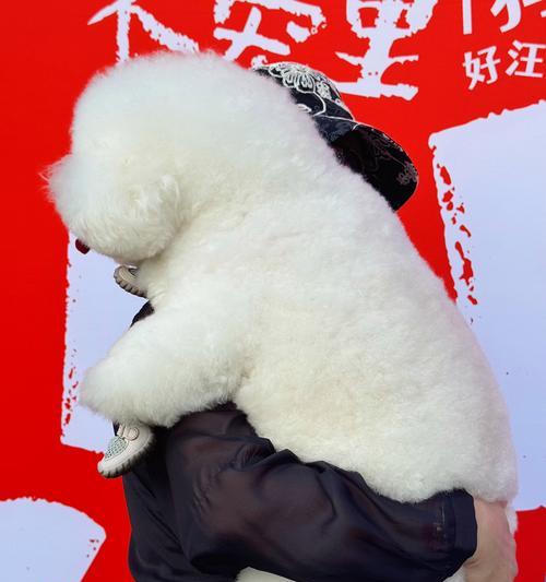 比熊寿命揭秘——宠物比熊能活多久？（探究比熊寿命的因素和延长寿命的方法）