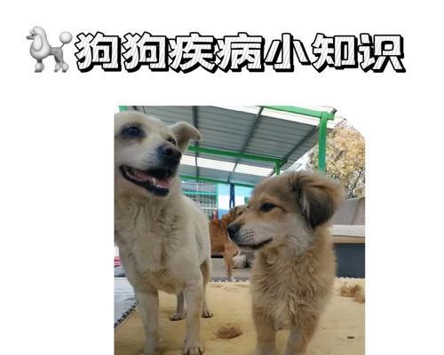 狗狗心肌炎（探索心肌炎患犬的治疗方式及寿命预测）