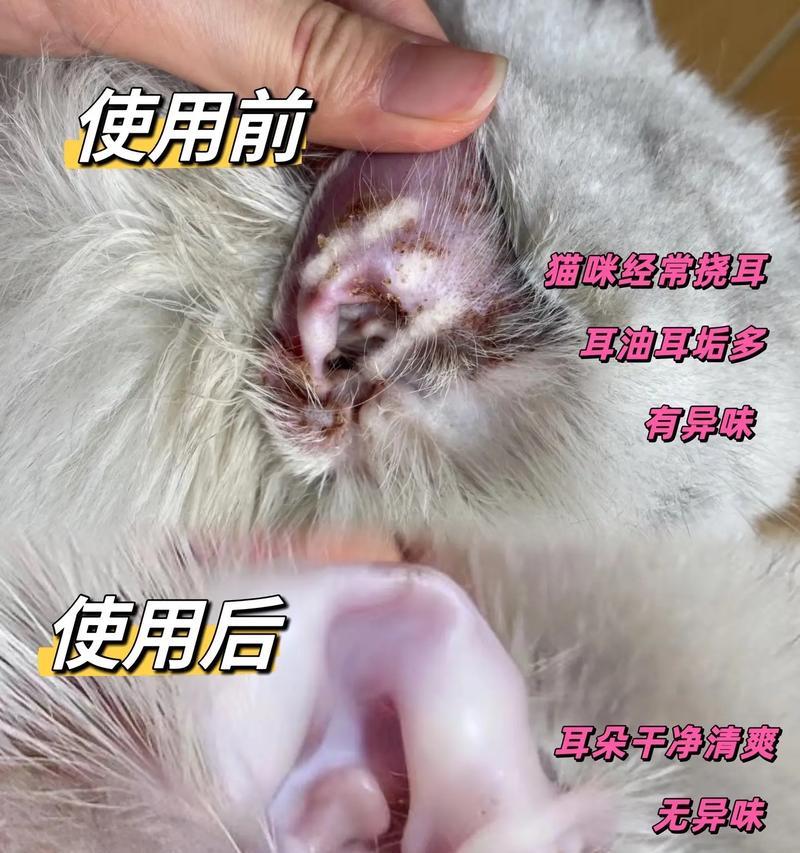 宠物狗狗耳螨治疗费用分析（除狗狗耳螨的价格及相关费用明细）
