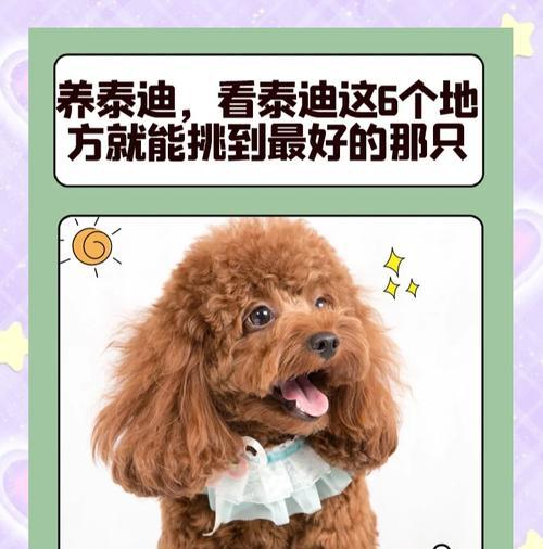 泰迪狗的跑步能力调查（探究泰迪狗的耐力和跑步时长，科学陪伴你的爱宠健康成长）