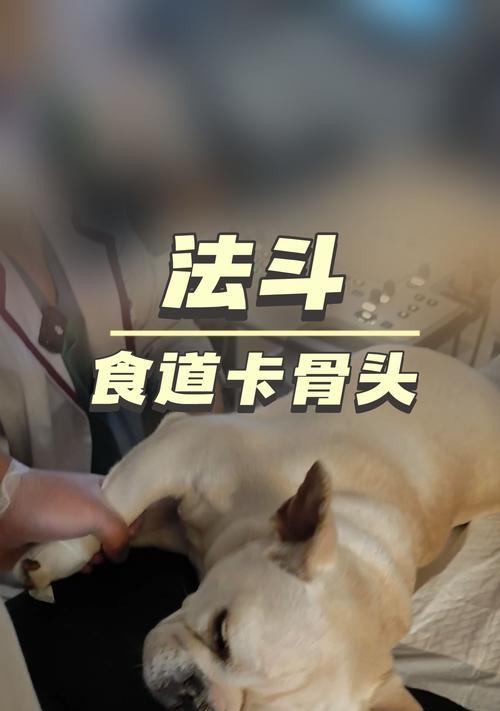 狗在饮食中以骨头为主食的合适时间（了解合适的时间和频率让狗健康饮食）