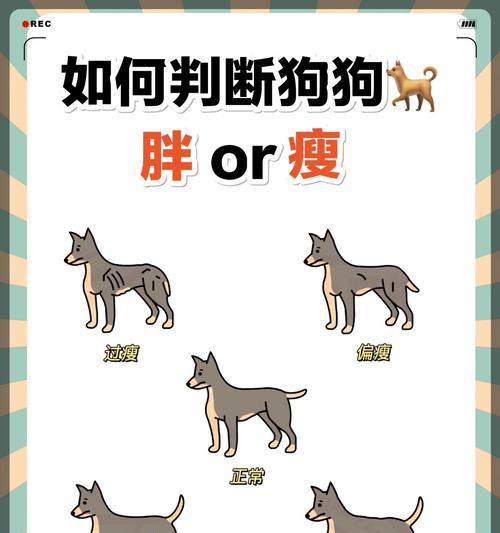 如何选择一只健康的狗狗？（如何判断一只狗狗的健康状况？）