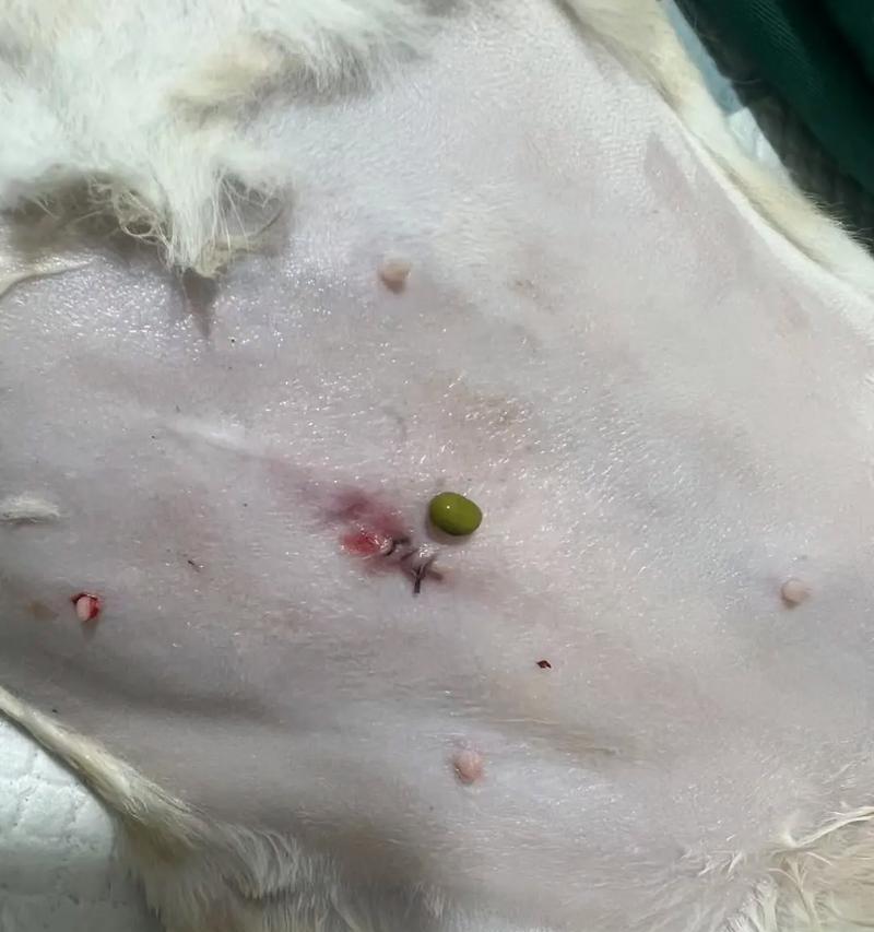 母猫绝育后伤口多久结疤？（探究母猫绝育手术后伤口愈合的时间及注意事项）