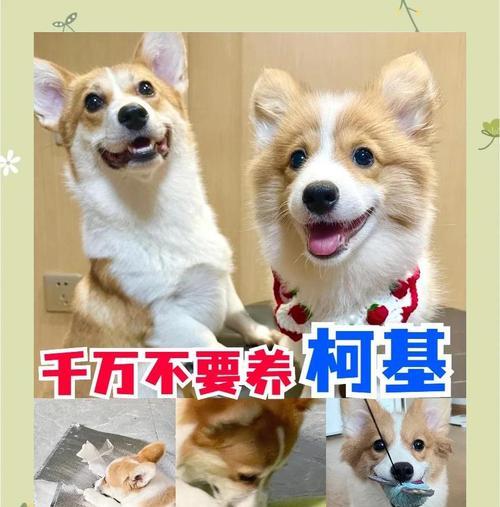 饲养柯基犬的禁忌——呵护你的小可爱（了解并遵守这7个规定，让你的柯基宠物更健康快乐）