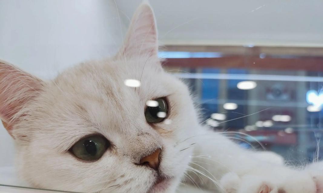 英短猫（了解英短猫的品种和特点，探索它们为何如此受欢迎）