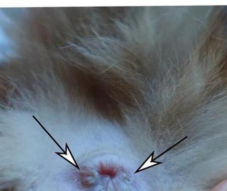 猫咪肛周瘘管（揭开猫咪蹭屁股的原因及处理方法）