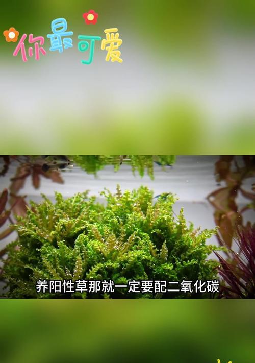 水草与鱼的共生之道（水草养鱼的时间要长久，但需注意关键因素）