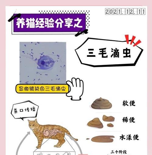 小猫拉稀饿多久？找出关键因素解决拉稀问题（探讨小猫拉稀的原因及饲养技巧）