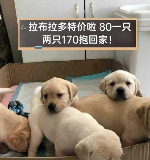 养一只85斤的拉布拉多，一个月要花多少钱？（了解拉布拉多养育费用，合理规划宠物开支）