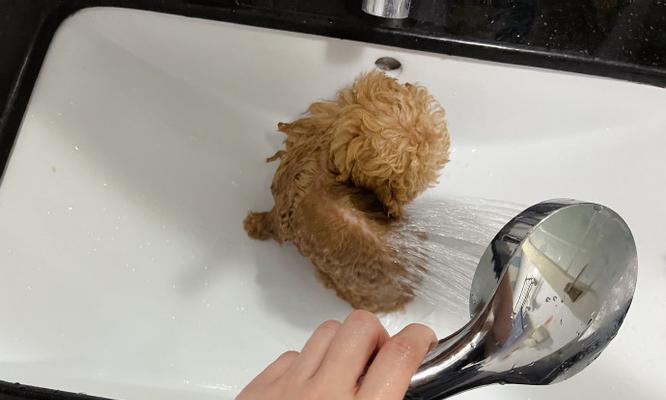 贵宾犬生出来要舔多久？（探究贵宾犬舔毛的时间和原因）