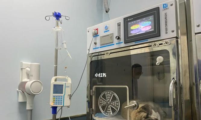 狗腰椎手术后的恢复时间（了解狗腰椎手术后的恢复时间和注意事项）