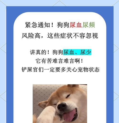 狗肾疾病的症状及常见问题（了解狗肾疾病的症状与处理方法，确保宠物健康与幸福）