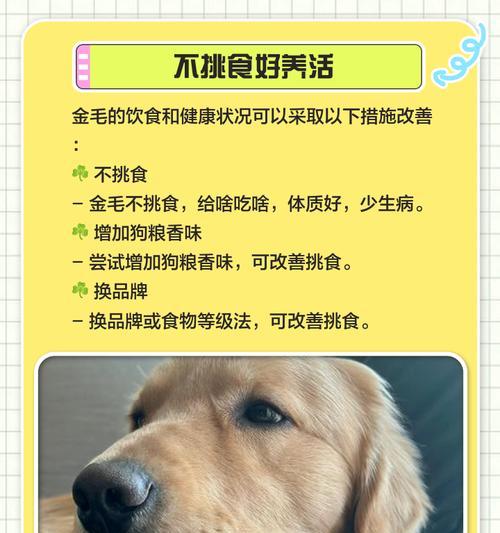 饲养金毛需要注意的要点（打造幸福金毛家庭的关键）