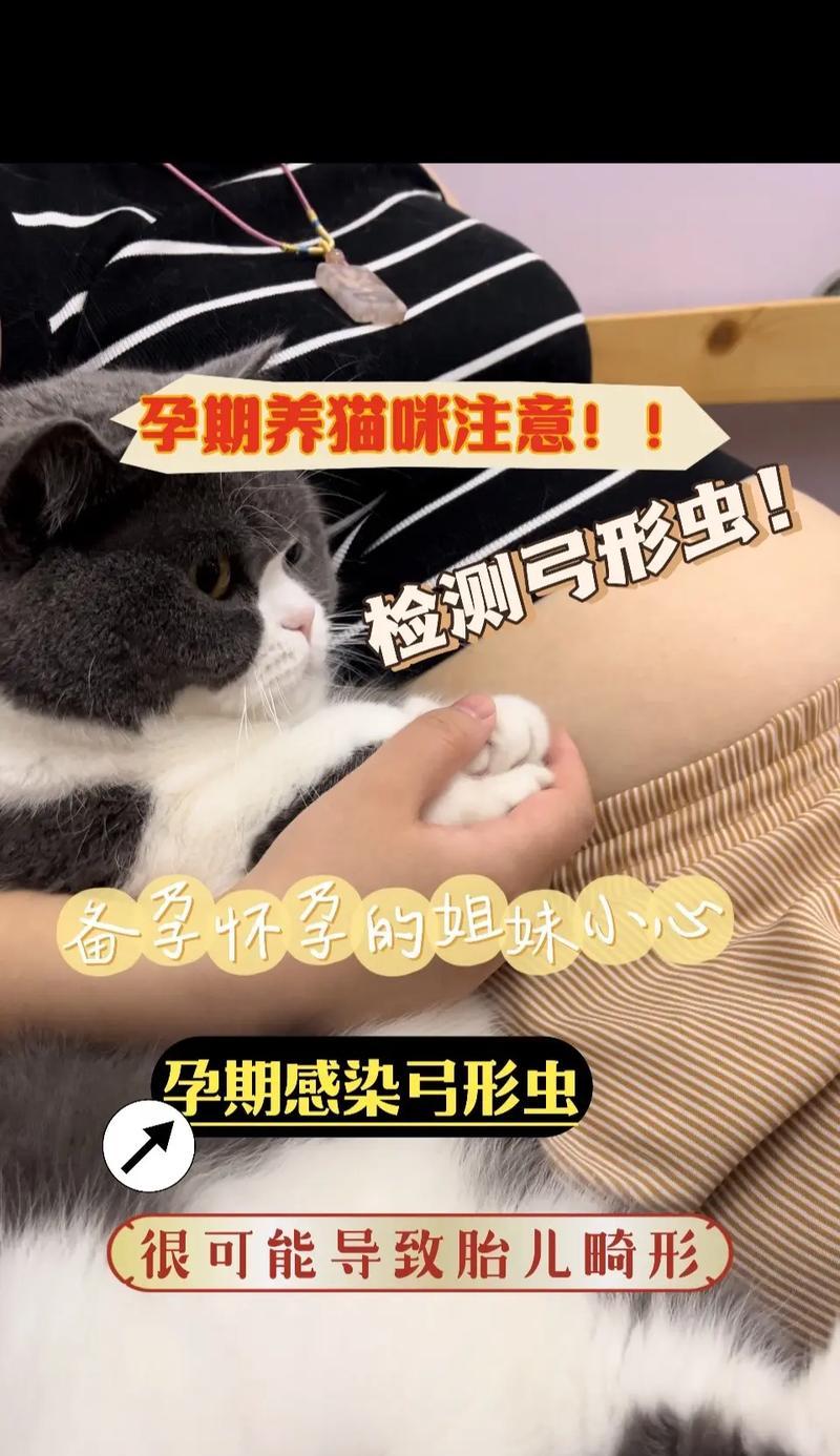 猫的怀孕期（探索猫咪怀孕期的时间长度和重要阶段）