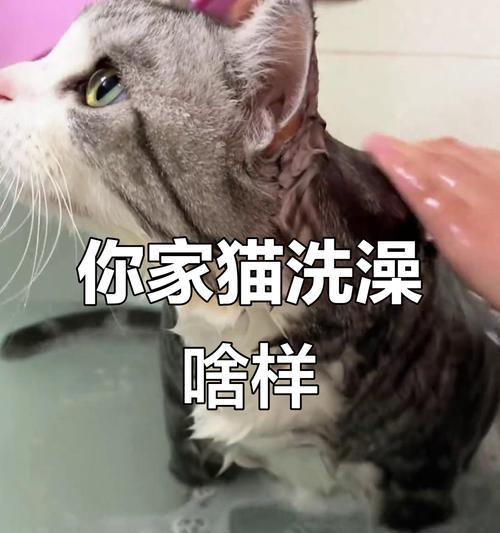 如何安全地给猫洗澡？（掌握这些妙招，让你的猫咪洗澡变得轻松愉快）