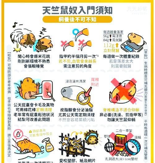 荷兰猪如何过冬？-关心你的爱宠温暖冬季（荷兰猪保暖小技巧，让它们度过寒冷冬季）