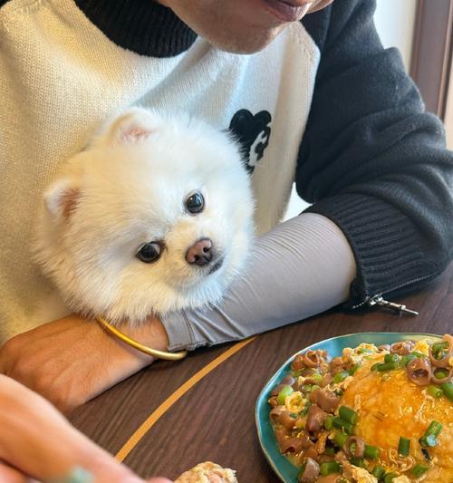 狗狗生完后多久能吃饭？（饮食恢复时间、营养需求和喂养建议）