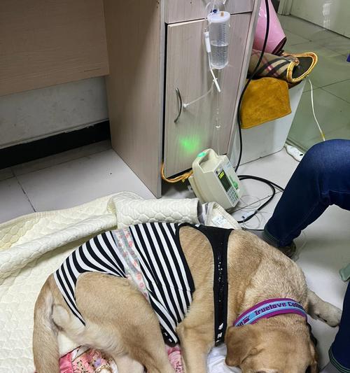 母犬生产后恢复需要多长时间？（了解母犬生产后的恢复期和关键因素）
