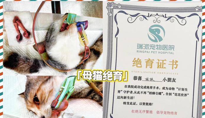 猫咪绝育的最佳时机及注意事项（了解猫咪哺乳期的绝育时机和细节，）