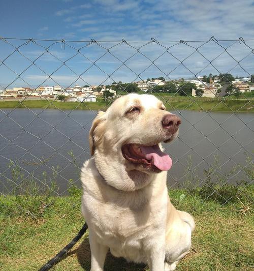 拉布拉多犬标准体重及肥胖危害（了解拉布拉多犬的标准体重，预防肥胖带来的危害）