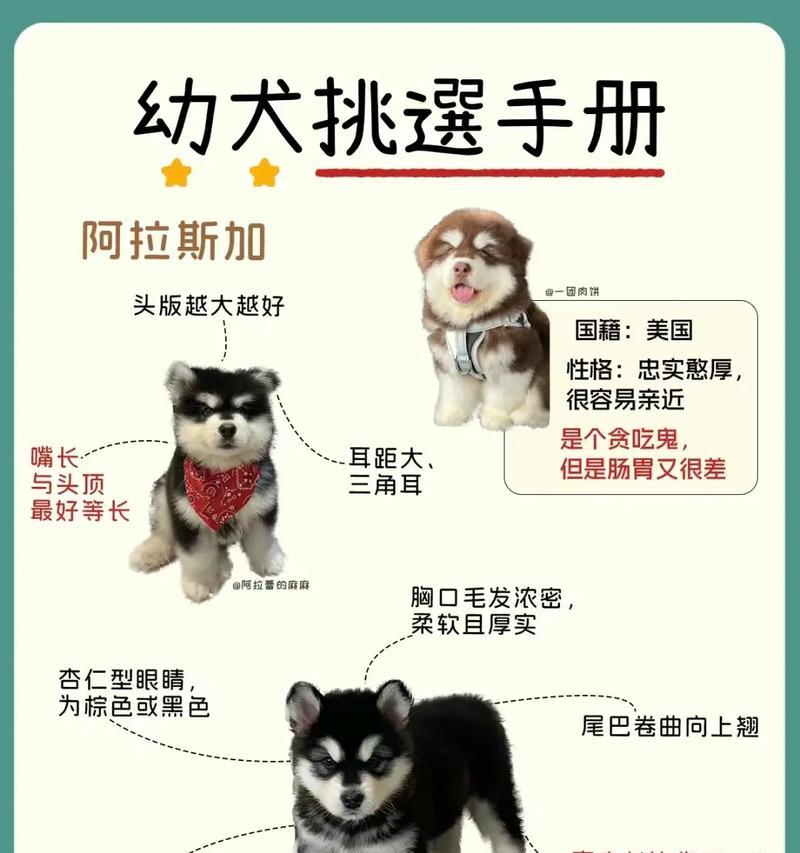 哈士奇还是阿拉斯加？探讨最适合你的宠物伙伴（挑选适合你的狗狗）