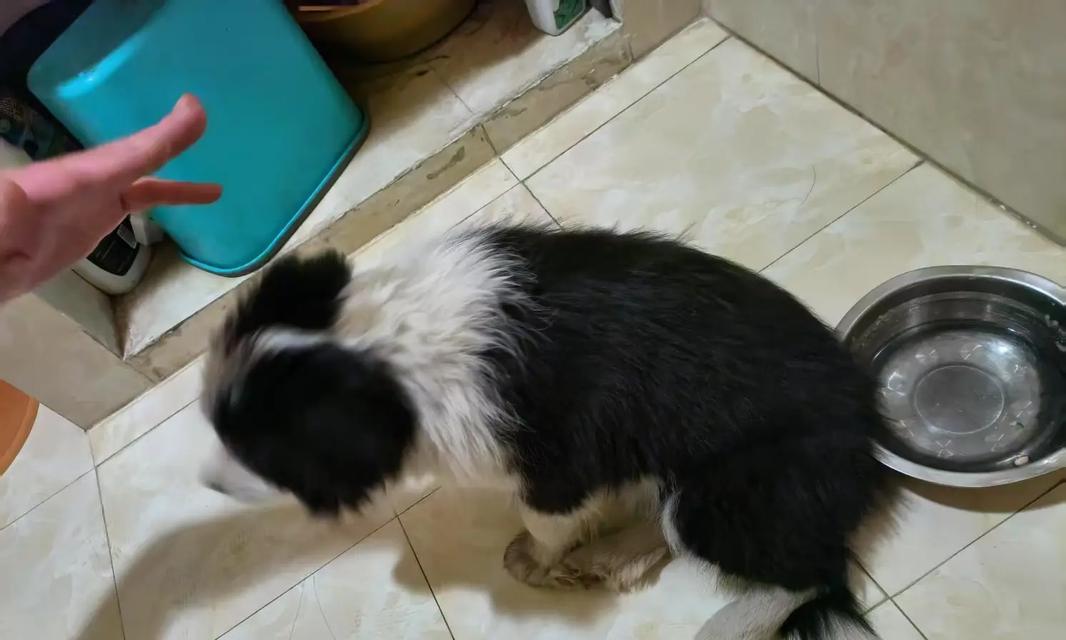 小狗的洗澡时间表（掌握正确的洗澡频率，让小狗健康快乐）