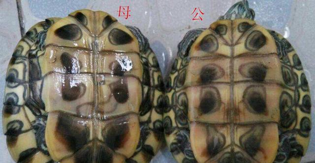 揭秘龟的产蛋规律（龟类繁衍之谜与产卵规律）