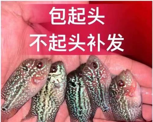 探寻珍珠系罗汉鱼的秘密（揭开珍珠系罗汉鱼的神秘面纱，了解它的品种、特征和饲养技巧）