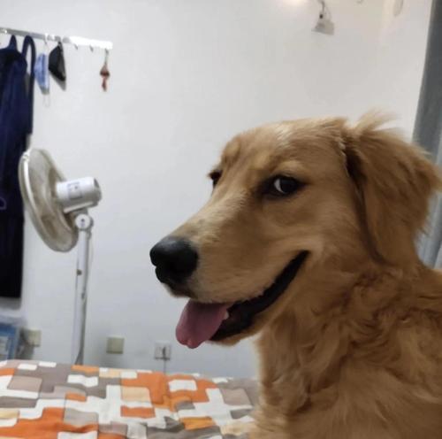 金毛犬的不同阶段及其照顾需求（了解金毛犬的生命周期，给予适当的关爱）