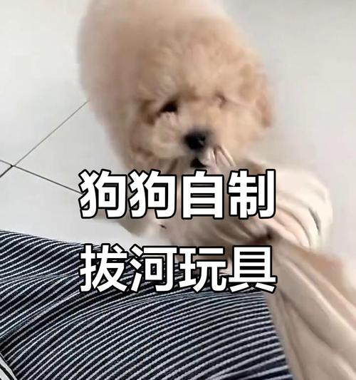 狗狗玩玩具的时长和注意事项（了解狗狗玩玩具的时长和保持安全的关键）
