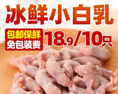 龟的喂养技巧（了解龟的食物需求，掌握喂养乳鼠的正确时间间隔）