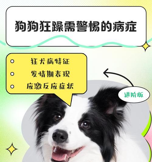 狗狗脑炎（了解狗狗脑炎的症状和有效的治疗方法）